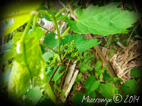 Apparently there are grapes growing in the back yard :D