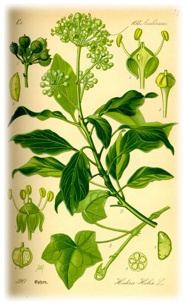 Hedera helix (English Ivy) - Prof. Dr. Otto Wilhelm Thome; Flora von Deutschland, 1885